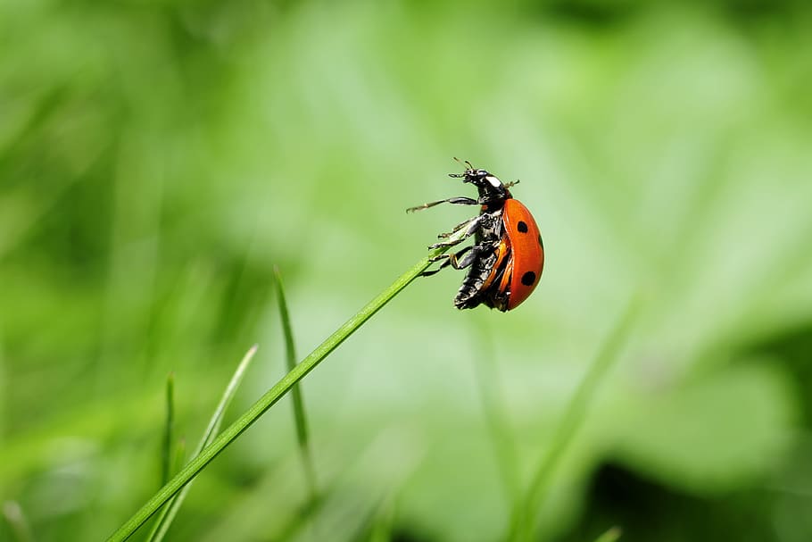 taronja, marieta, verd, planta, insecte, macro, naturalesa, invertebrat, temes d'animals, fauna animal, animal, animals a la natura, un animal, primer pla, escarabat, bellesa a la natura, centrar-se en primer pla, color verd, herba, dia, cap gent, creixement, a l'aire lliure, ala dels animals, papallona - insecte, petit, 2K