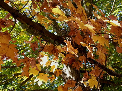 lønnetre, tre, falle, blader, årstid, løvverk, blad, skog, naturlig, sesong, levende, gylden, høst, utendørs, botanikk, oktober, gull, gren, eik, november, kvist, anlegg, plante del, vekst, endring, skjønnhet i naturen, dag, natur, ingen folk, nærbilde, fokusere på forgrunnen, lav vinkel visning, ro, lønneblad, gul, naturlig tilstand, 1080P, CC0, offentlig domene, opphavsrett gratis