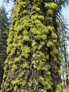 lichen, træ, Skov, plante, vækst, grøn farve, dag, skønhed i naturen, natur, bagagerum, ro, træstamme, ingen mennesker, lav vinkel visning, udendørs, jord, løv, mos, sollys, frodig løv, afdeling, nåletræ, eviggrønne træ, bark, fyrretræ, fyrreskov, 4K, CC0, offentligt domæne, royaltyfrie