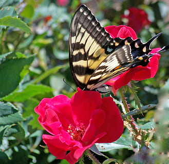 farfalla, insetto, volare, natura, ala, antenne, monarca, metamorfosi, ambiente, bruco, entomologia, creatura, falena, un animale, animali allo stato selvatico, fiore, temi animali, farfalla - insetto, invertebrato, pianta fiorita, bellezza nella natura, fauna selvatica, animale, pianta, ala animale, petalo, fragilità, avvicinamento, vulnerabilità, testa di fiore, crescita, freschezza, impollinazione, colore rosa, nessuno, all'aperto, 1080P, CC0, dominio pubblico, privo di copyright