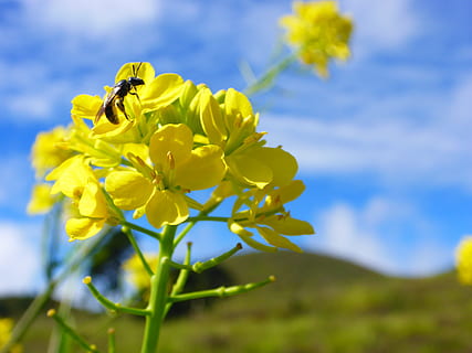 befrugtning, bi, blomst, bestøvning, insekt, natur, gul, blå, forår, plante, sommer, udendørs, himmel, blomster, skønhed i naturen, grøn farve, blomstre, kronblad, tæt på, skrøbelighed, blomstrende plante, friskhed, sårbarhed, vækst, blomsterstand, blomsterhoved, dag, Mark, fokus på forgrunden, jord, ingen mennesker, 2K, CC0, offentligt domæne, royaltyfrie