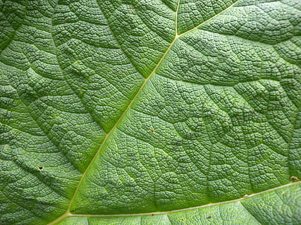Blatt, Struktur, Blattadern, Pflanzenteil, grüne Farbe, Pflanze, Blattvene, Hintergründe, Vollbild, Nahansicht, keine Leute, Natur, Wachstum, Schönheit in der Natur, texturiert, Frische, Tag, draußen, natürliches Muster, Essen und Trinken, Muster, Botanik, 4K, CC0, gemeinfrei, lizenzfrei