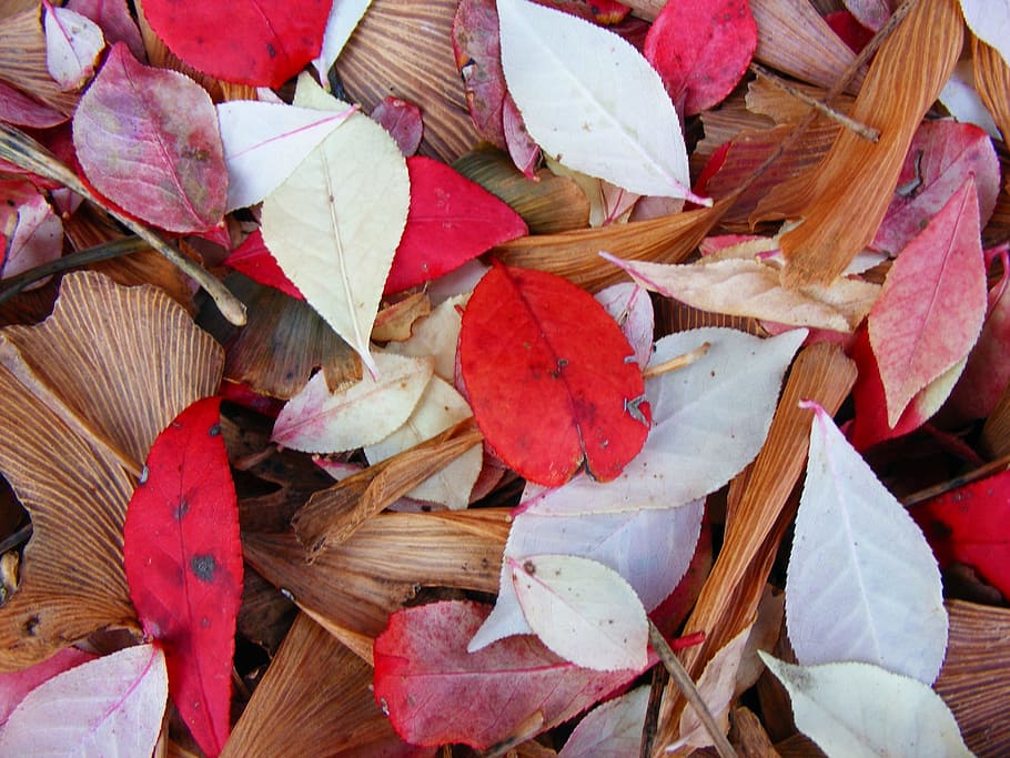 le foglie, foglia, natura, autunno, colorato, Kentucky, nessuno, avvicinamento, all'aperto, giorno, parte vegetale, fotogramma intero, bellezza nella natura, sfondi, pianta, vulnerabilità, fragilità, modificare, asciutto, rosso, vista dall'alto, abbondanza, 2K