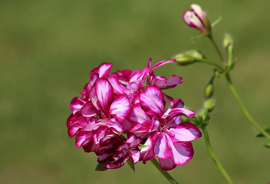 selektiv, fokus fotografering, rosa, petaled blomst, geranium, blomst, vår, blomstring, full blomst, anlegg, prydplanter, blomstrende plante, skjønnhet i naturen, rosa farge, sårbarhet, skjørhet, petal, friskhet, nærbilde, inflorescence, blomsterhodet, fokusere på forgrunnen, vekst, natur, ingen folk, dag, utendørs, selektiv fokusering, 4K