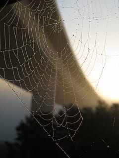 bro, spindelvæv, efterår, netværk, dug, edderkop, Morgentau, baglygte, edderkopper webs, edderkoppespind, natur, dråbe, arachnid, makro, tæt på, skrøbelighed, sårbarhed, fokus på forgrunden, naturligt mønster, kompleksitet, vand, ingen mennesker, skønhed i naturen, våd, mønster, dag, forviklinger, selektiv fokusering, udendørs, web, regn, regndråbe, koncentriske, 2K, CC0, offentligt domæne, royaltyfrie