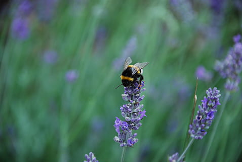 lavande, parfum, pollinisation, thèmes animaux, animaux à l'état sauvage, fleur, plante à fleurs, invertébré, animal, insecte, la faune des animaux, un animal, beauté dans la nature, abeille, fragilité, plante, vulnérabilité, fraîcheur, fermer, violet, pétale, tête de fleur, personne, bourdon, aile des animaux, papillon - insecte, 4K, CC0, domaine public, libre de droits