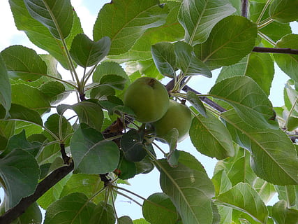 poma, arbre, branca, fruita, naturalesa, poma verda, maduració, cultiu de fruites, arbre fructífer, menjar saludable, full, part de la planta, alimentació saludable, planta, color verd, creixement, menjar i beguda, menjar, vista d’angle baix, benestar, frescor, dia, cap gent, arbre fruiter, cel, a l'aire lliure, madur, 4K, CC0, domini públic, lliure de regalies