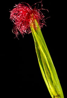 fiore di mais, mais fiorito, rosso, sfondo nero, girato in studio, avvicinamento, nessuno, in casa, acqua, colore verde, natura, movimento, singolo oggetto, freschezza, cibo e bevande, natura morta, verdura, mangiare sano, cibo, copia spazio, animale, marino, 2K, CC0, dominio pubblico, privo di copyright