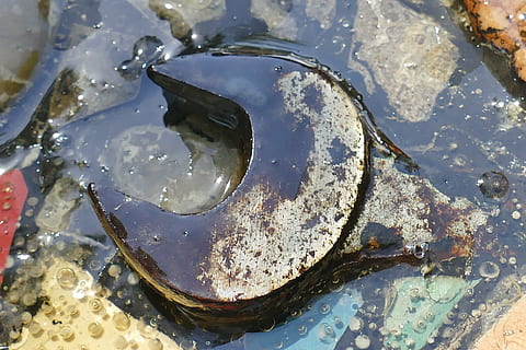 table, clé, intégré, laqué, gel, eau, pluie, mosaïque, original, Fermer, isolé, vue grand angle, personne, la nature, réflexion, animal, en plein air, la faune des animaux, journée, thèmes animaux, plein cadre, vertébré, poisson, humide, arrière-plans, transparent, mer, animaux à l'état sauvage, Marin, 5K, CC0, domaine public, libre de droits
