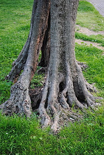 Olivenbaum, Log, Wurzel, Strukturen, Olivenwurzel, knotig, alter Baum, Garda, Malcesine, Italien, Gras, Baumstamm, Natur, Baum, keine Leute, grüne Farbe, Pflanze, Kofferraum, Wachstum, Land, Tag, Feld, draußen, Schönheit in der Natur, Ruhe, Wald, Borke, Umgebung, Landschaft, 2K, CC0, gemeinfrei, lizenzfrei