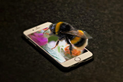 telefon, Bourdon, insekt, makro, foder, transportabel, google-telefon, touch screen, smartphone, montering, et dyr, dyre temaer, dyr, teknologi, forbindelse, trådløs teknologi, dyreliv, hvirvelløse, dyr i naturen, meddelelse, tæt på, skønhed i naturen, smart telefon, ingen mennesker, computer, bærbar informationsenhed, høj vinkel visning, bærbar, natur, 4K, CC0, offentligt domæne, royaltyfrie