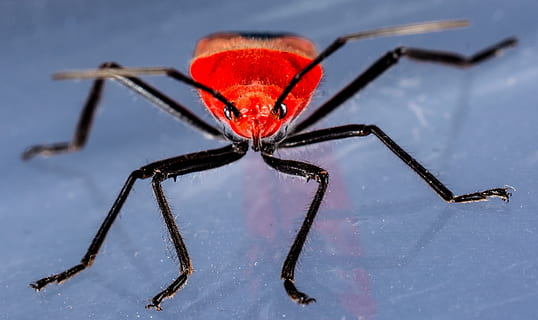 scarafaggio, coleottero rosso, insetto, macro, rosso, avvicinamento, temi animali, nessuno, animale, un animale, invertebrato, inverno, fauna selvatica, natura, animali allo stato selvatico, la neve, girato in studio, parte del corpo animale, temperatura fredda, concentrarsi sulle conoscenze acquisite, colore nero, all'aperto, gamba animale, sfondo blu, 2K, CC0, dominio pubblico, privo di copyright