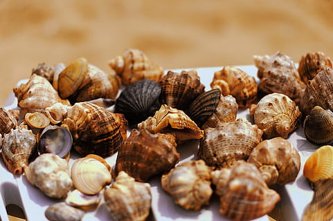 mar, petxines marines, platja, menjar i beguda, menjar, frescor, gran grup d'objectes, benestar, alimentació saludable, cap gent, primer pla, a l'interior, natura morta, enfocament selectiu, abundància, marró, torrat, nou, berenar, nou - aliments, dia, shell, aliments de castanya, menjar francès, temptació, 2K, CC0, domini públic, lliure de regalies