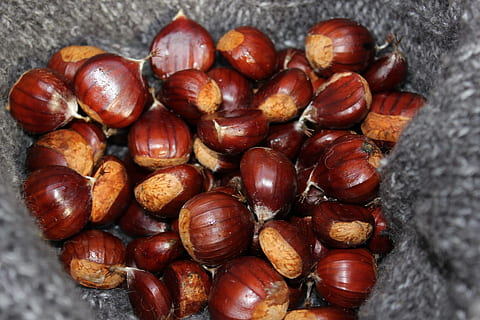 kastanier, nødder, efterår, Brun, indsamlede, naturlig, frø, skov, kastanje - mad, mad, tæt på, natur, møtrik - mad, makro, baggrunde, mad og drikke, sund kost, indendørs, nød, velvære, stor gruppe af objekter, stilleben, friskhed, kastanje, ingen mennesker, høj vinkel visning, overflod, direkte over, frugt, bord, snack, 1080P, CC0, offentligt domæne, royaltyfrie