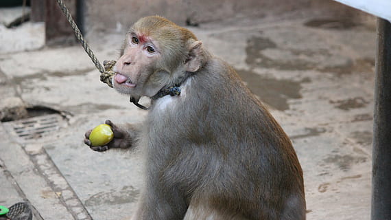 makak, abe, dyr, pattedyr, et dyr, primat, leder, bold, kigger væk, dag, ingen mennesker, hvirveldyr, frugt, mad, fokus på forgrunden, sidder, udendørs, dyreliv, Zoo, weimaraner, 5K, CC0, offentligt domæne, royaltyfrie
