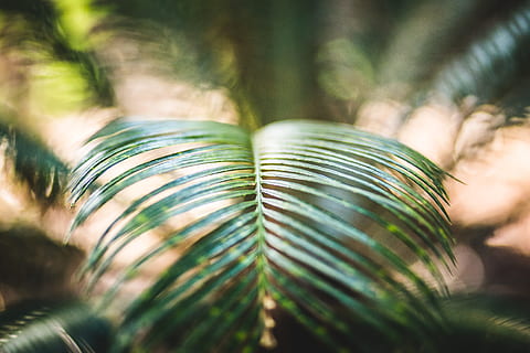 verde, plan de ferigi, fotografie înclinată, saga palmier frunze, atenție superficială, fotografie, plantă, frunze, natură, climat tropical, palmier, ferigă, copac, Culoarea verde, a închide, vară, creştere, pădure tropicală, frumusețe în natură, macro, în aer liber, pădure, frunză, zi, selectiv, parte a plantelor, lumina soarelui, nici o persoana, să se concentreze asupra primelor elemente, frunza de palmier, prospeţime, 2K, CC0, domeniu public, fără drepturi de autor
