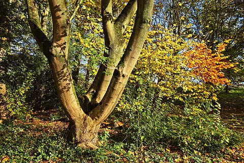 arbre, tronc, bifurcada, tronc d’arbre bifurcat, fusta, fulles de tardor, colors de la tardor, estacional, de novembre, parc, jardí, planta, creixement, tronc de l'arbre, bellesa a la natura, tranquil·litat, naturalesa, cap gent, terra, dia, bosc, tardor, color verd, a l'aire lliure, part de la planta, branca, escena tranquil·la, escenics - natura, full, canvi, 4K, CC0, domini públic, lliure de regalies
