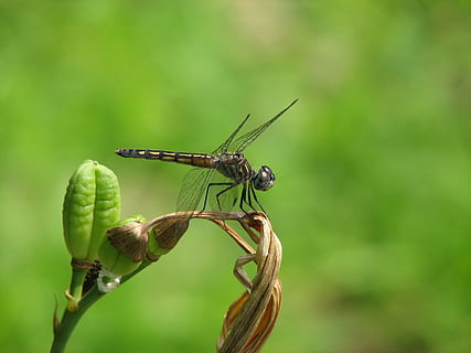 Dragon-fly, posat, error, tancar, temes d'animals, animal, un animal, fauna animal, invertebrat, insecte, animals a la natura, color verd, centrar-se en primer pla, primer pla, planta, naturalesa, dia, ala dels animals, cap gent, a l'aire lliure, part del cos dels animals, bellesa a la natura, libèl·lula, senyoreta, 2K, CC0, domini públic, lliure de regalies