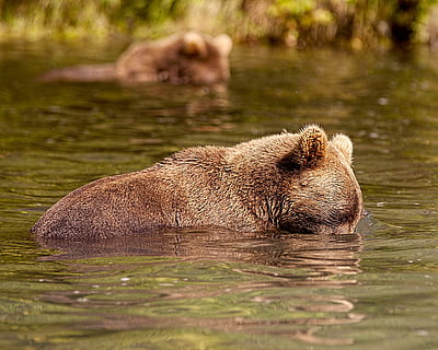 Bär, Alaska, Fisch, Wasser, Tierthemen, Tier, Tierwelt, Tiere in freier Wildbahn, ein Tier, Säugetier, Schwimmen, unter wasser, keine Leute, Natur, draußen, Meer, Wirbeltier, Tag, Tierkörperteil, Porträt, süß, gefährdete Spezies, Tierkopf, Marine, Whisker, 2K, CC0, gemeinfrei, lizenzfrei