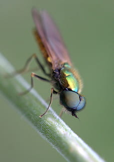 volar, verd, tensió, insecta, descans, insecte, naturalesa, animal, primer pla, macro, ala dels animals, un animal, temes d'animals, animals a la natura, fauna animal, invertebrat, color verd, enfocament selectiu, cap gent, dia, centrar-se en primer pla, part de la planta, planta, full, part del cos dels animals, bellesa a la natura, ull d’animals, 2K, CC0, domini públic, lliure de regalies