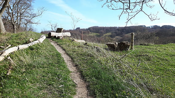 Moen, pálya, természetes, növény, fű, természet, állat, házi állat, ég, emlős, állati témák, mező, állatállomány, fa, nem ember, belföldi, föld, nap, háziállat, gerinces, állatok csoportja, zöld szín, tájkép, szabadban, 4K, CC0, közkincs, jogdíjmentes