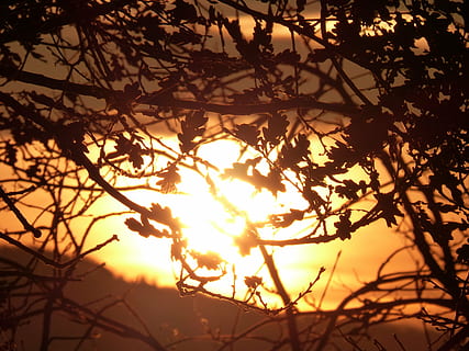 sun, back light, mood, fireball, silhouettes, leaf, tree, plant, branch, sky, sunset, silhouette, beauty in nature, nature, growth, orange color, no people, tranquility, sunlight, scenics - nature, low angle view, outdoors, focus on foreground, back lit, tranquil scene, change, 4K, CC0, public domain, royalty free