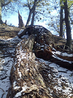 arbres, caigut, muntanya, hivern, neu, arbre, tronc de l'arbre, planta, tronc, bosc, tranquil·litat, naturalesa, dia, terra, cap gent, material de fusta, fusta, bellesa a la natura, temperatura de fred, escena tranquil·la, creixement, escorça, a l'aire lliure, planta morta, 1080P, CC0, domini públic, lliure de regalies
