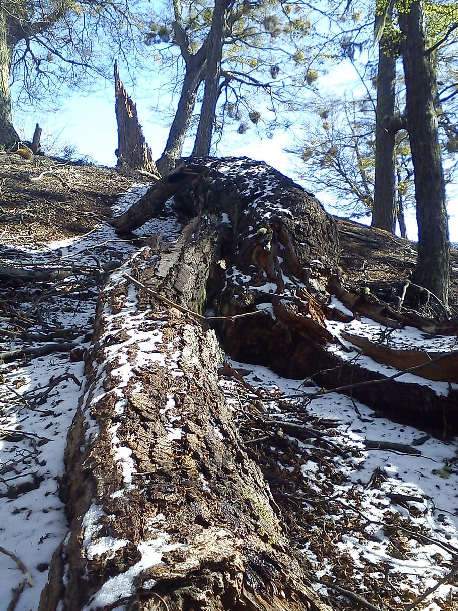 arbres, caigut, muntanya, hivern, neu, arbre, tronc de l'arbre, planta, tronc, bosc, tranquil·litat, naturalesa, dia, terra, cap gent, material de fusta, fusta, bellesa a la natura, temperatura de fred, escena tranquil·la, creixement, escorça, a l'aire lliure, planta morta, 1080P