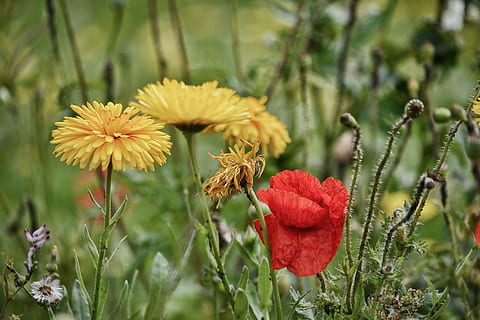 ดอกไม้, พฤกษา, สาขา, พฤกษศาสตร์, ธรรมชาติ, หรูหรา, ดอกไม้ป่า, สี, fleurs des champs, ปลูก, ฤดูร้อน, ไม้ดอก, ความสด, ความงามในธรรมชาติ, ความอ่อนแอ, การเจริญเติบโต, ความบอบบาง, กลีบดอกไม้, ใกล้ชิด, ช่อดอก, หัวดอกไม้, สีแดง, มุ่งเน้นไปที่เบื้องหน้า, วัน, สนาม, สีเขียว, ลำต้นของพืช, ไม่มีคน, กลางแจ้ง, 5K, CC0, โดเมนสาธารณะ, ค่าลิขสิทธิ์ฟรี