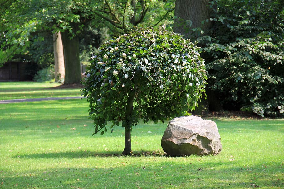 Baum, Stein, Rock, eilen, Park, Gras, grüne Farbe, Schatten, keine Leute, Tag, Pflanze, Natur, Wachstum, draußen, Schönheit in der Natur, Sonnenlicht, Land, Ruhe, solide, Feld, Rasen, Landschaft, Blume, Ziergarten, Gartenarbeit, 5K