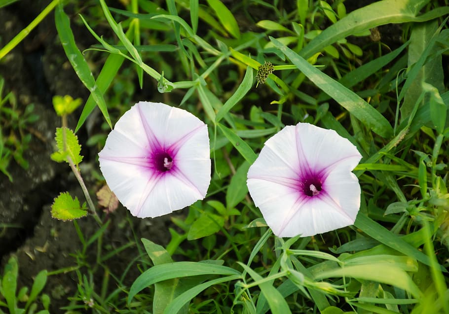 to, blomster, grøn, fyldt op, plante, blomst, vækst, blomstrende plante, skrøbelighed, skønhed i naturen, friskhed, sårbarhed, kronblad, blomsterstand, blomsterhoved, tæt på, grøn farve, petunia, natur, lilla, ingen mennesker, fokus på forgrunden, dag, udendørs, 4K