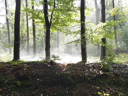 pădure, copaci, soare, lumina soarelui, pata de patch-uri, natură, copac, frunze, toamnă, în aer liber, ceaţă, sezon, peisaj, rază de soare, lumină - fenomen natural, aburi, scenics, dimineaţă, Culoarea verde, plantă, teren, trompă, trunchi de copac, liniște, creştere, frumusețe în natură, zi, nici o persoana, o scenă liniștită, scenă non-urbană, scenice - natura, la distanta, mediu inconjurator, neclar, Streaming, 2K, CC0, domeniu public, fără drepturi de autor