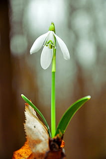Snowdrop, vår, vårblomst, blomst, sårbarhet, blomstrende plante, skjørhet, anlegg, skjønnhet i naturen, vekst, friskhet, nærbilde, petal, fokusere på forgrunnen, natur, ingen folk, dag, inflorescence, plantestamme, hvit farge, blomsterhodet, grønn farge, utendørs, 4K, CC0, offentlig domene, opphavsrett gratis