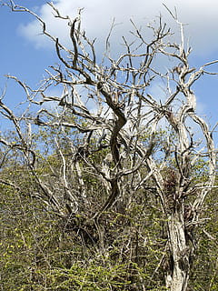 copac, noduros, vechi, ramuri, mort, spart, lemn, arid, ramură, planta moartă, îndoit, Buturuga, obsedantă, natură, ușoară, Înfricoșător, cer, sus, plantă, ancrasare, nici o persoana, zi, frumusețe în natură, liniște, creştere, în aer liber, arbore gol, vedere unghiulară joasă, lumina soarelui, scenice - natura, scenă non-urbană, teren, cer senin, peisaj, uscat, 2K, CC0, domeniu public, fără drepturi de autor