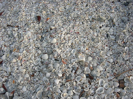 muszle, morze, muszla, plaża, brązowy, zabytkowe, złamany, Wybrzeże, piasek, pejzaż morski, plaża piaskowa, florida, pełna ramka, tła, kamień - przedmiot, żadnych ludzi, kamyk, wysoki kąt widzenia, dzień, solidny, obfitość, kamień, skała, Natura, wylądować, duża grupa obiektów, woda, na dworze, piękno natury, teksturowane, płytki, 2K, CC0, domena publiczna, darmowe zdjęcia