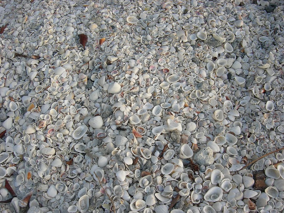 skaller, hav, skal, strand, Brun, årgang, gået i stykker, kyst, sand, marinemaleri, sandstrand, florida, fuld ramme, baggrunde, sten - objekt, ingen mennesker, rullesten, høj vinkel visning, dag, solid, overflod, sten-, klippe, natur, jord, stor gruppe af objekter, vand, udendørs, skønhed i naturen, tekstureret, overfladisk, 2K