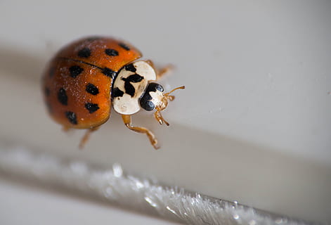 insekt, bug, bille, nærbilde, makro, liten, natur, dyreliv, dyr, marihøne, søt, skapning, dyre temaer, ett dyr, virvelløse, dyr i naturen, ingen folk, fikk øye på, selektiv fokusering, dyr kroppsdel, ekstrem nærbilde, fokusere på forgrunnen, full lengde, kryp, 2K, CC0, offentlig domene, opphavsrett gratis