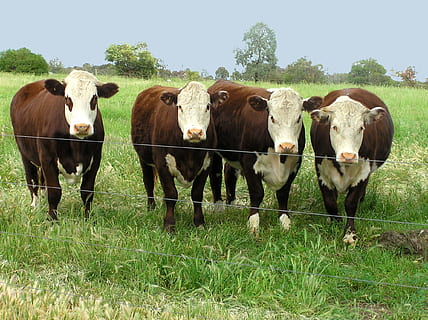 cows, in, paddock, mammal, livestock, group of animals, domestic, domestic animals, animal themes, pets, animal, field, grass, cattle, plant, cow, land, landscape, vertebrate, no people, nature, day, environment, outdoors, herbivorous, herd, 1080P, CC0, public domain, royalty free