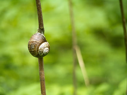 cargol, branca, cargol, branca, gasteròpode, closca d’animals, un animal, mol·lusc, temes d'animals, fauna animal, shell, invertebrat, animal, primer pla, animals a la natura, centrar-se en primer pla, dia, planta, cap gent, naturalesa, avorriment, arbre, espiral, a l'aire lliure, rastreig, 2K, CC0, domini públic, lliure de regalies