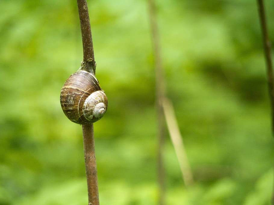 cargol, branca, cargol, branca, gasteròpode, closca d’animals, un animal, mol·lusc, temes d'animals, fauna animal, shell, invertebrat, animal, primer pla, animals a la natura, centrar-se en primer pla, dia, planta, cap gent, naturalesa, avorriment, arbre, espiral, a l'aire lliure, rastreig, 2K