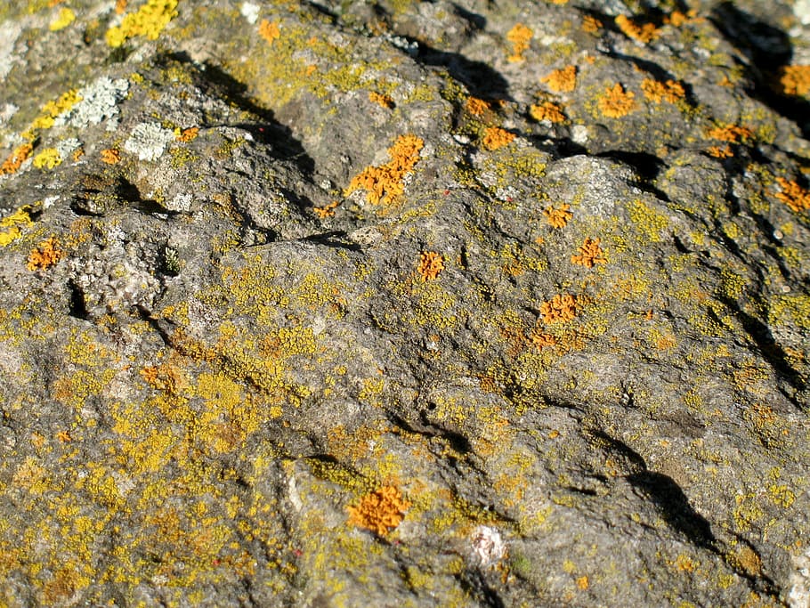 kámen, tkát, Příroda, Pozadí, texturou, celý rám, hrubý, lišejník, nikdo, detail, kmen stromu, Skála, rock - objekt, den, kufr, pevný, selektivní zaměření, rostlina, strom, mech, vzor, rostlinné kůry, venku, kůra, efekt, 2K