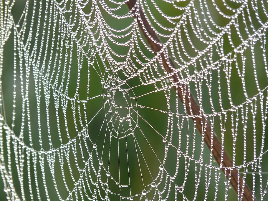 teranyina, rosada, gota de rosada, web, humit, fragilitat, patró, vulnerabilitat, primer pla, marc complet, fons, patró natural, cap gent, naturalesa, centrar-se en primer pla, aranya, bellesa a la natura, a l'aire lliure, dia, aigua, complexitat, color verd, connexió, concèntric, 2K