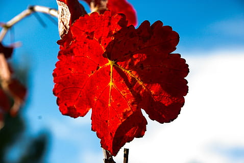 Rebe, Laubfall, Weinblatt, fallen, rot, Blatt, Herbst, Natur, draußen, Nahansicht, Schönheit in der Natur, Pflanzenteil, Pflanze, Himmel, keine Leute, Fokus auf den Vordergrund, Tag, Wachstum, Frische, Veränderung, Sonnenlicht, Zerbrechlichkeit, Blume, blühende Pflanze, Ahornblatt, 4K, CC0, gemeinfrei, lizenzfrei