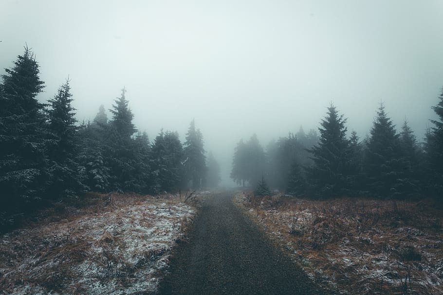 nebelig, Kiefern, Straße, Kiefer, Bäume, Wald, Pflanzen, Natur, Landschaft, draussen, Baum, Nebel, draußen, Winter, Jahreszeit, szenen, Pflanze, keine Leute, Richtung, Schönheit in der Natur, der Weg nach vorn, Ruhe, Himmel, ruhige Szene, Szenen - Natur, Land, Transport, Nicht-städtische Szene, Umgebung, abnehmende Perspektive, Nadelbaum, 5K