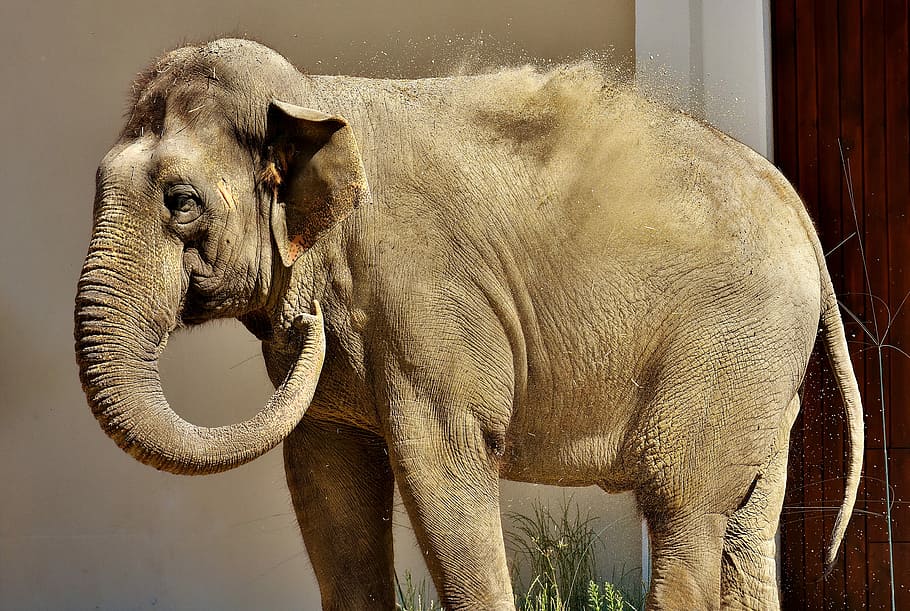elefant, Proboscis, sorra, alt, llançar, llançament alt, paquiderm, animal, retrat animal, Àfrica, grauhaeuter, fotografia de fauna salvatge, zoo, hellabrunn, un animal, temes d'animals, cap gent, dia, mamífer, vertebrats, fauna animal, part del cos dels animals, tronc d’animals, animals a la natura, animals domèstics, tusk, safari, naturalesa, a l'aire lliure, animals en captivitat, cap d’animals, elefant asiàtic, herbívors, 4K