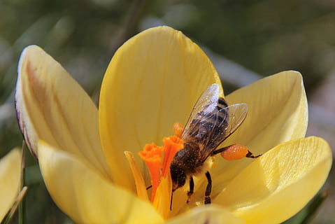 abella, nèctar, volar, alimentació, precursor de la primavera, insecte, safrà, frühlingsanfang, florir, recollir pol len, flor, naturalesa, planta amb flors, pètal, fragilitat, vulnerabilitat, cap de flor, planta, inflorescència, frescor, primer pla, bellesa a la natura, invertebrat, temes d'animals, fauna animal, animal, creixement, groc, animals a la natura, un animal, pol·len, cap gent, ala dels animals, a l'aire lliure, polinització, papallona - insecte, 2K, CC0, domini públic, lliure de regalies