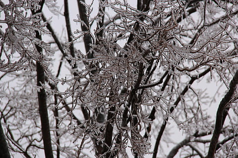 istapper, træ, grene, is storm, vinter, istap, isnende, Frosset, plante, afdeling, ingen mennesker, kold temperatur, fokus på forgrunden, bare træ, dag, natur, sne, fuld ramme, tæt på, ro, selektiv fokusering, baggrunde, tør, udendørs, vækst, kompleksitet, 2K, CC0, offentligt domæne, royaltyfrie