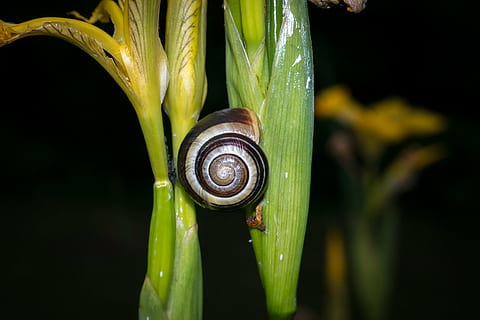 Schnecke, Schale, Nahrungssuche, Weichtier, langsam, Iris, Sumpf Iris, Schneckenhaus, kriechen, Reptil, braun, haftbar, Haftung, Gastropode, wirbellos, Nahansicht, Tierthemen, Tier, Tierwelt, ein Tier, Spiral-, Tierhülle, Tiere in freier Wildbahn, keine Leute, grüne Farbe, Pflanzenteil, Pflanze, Natur, Blatt, Fokus auf den Vordergrund, 5K, CC0, gemeinfrei, lizenzfrei