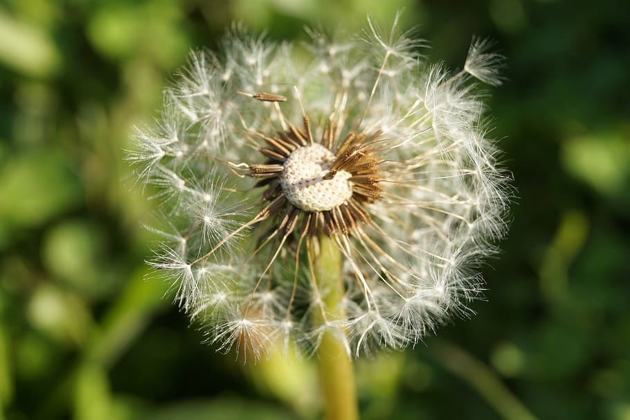Löwenzahn, schließen, fliegen, Natur, Pflanze, Nahansicht, Samen, Blume, Makro, Sommer-, blühende Pflanze, Frische, Schönheit in der Natur, Zerbrechlichkeit, Verletzlichkeit, Fokus auf den Vordergrund, Wachstum, keine Leute, Tag, Blütenstand, Blütenkopf, Löwenzahnsamen, draußen, Weichheit, 5K