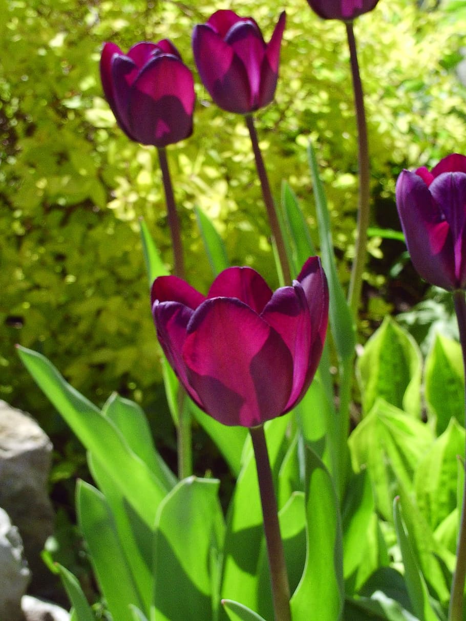 fleure, tulipan, forår, blomst, blomstrende plante, plante, skønhed i naturen, kronblad, sårbarhed, skrøbelighed, friskhed, vækst, tæt på, blomsterstand, natur, blomsterhoved, grøn farve, plante del, fokus på forgrunden, blad, lyserød farve, lilla, ingen mennesker, udendørs, 2K